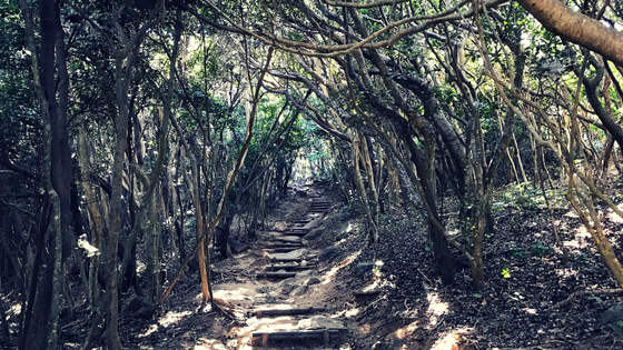 福岡ハワイ糸島観光芥屋の大門ヤシの木ブランコトトロの森